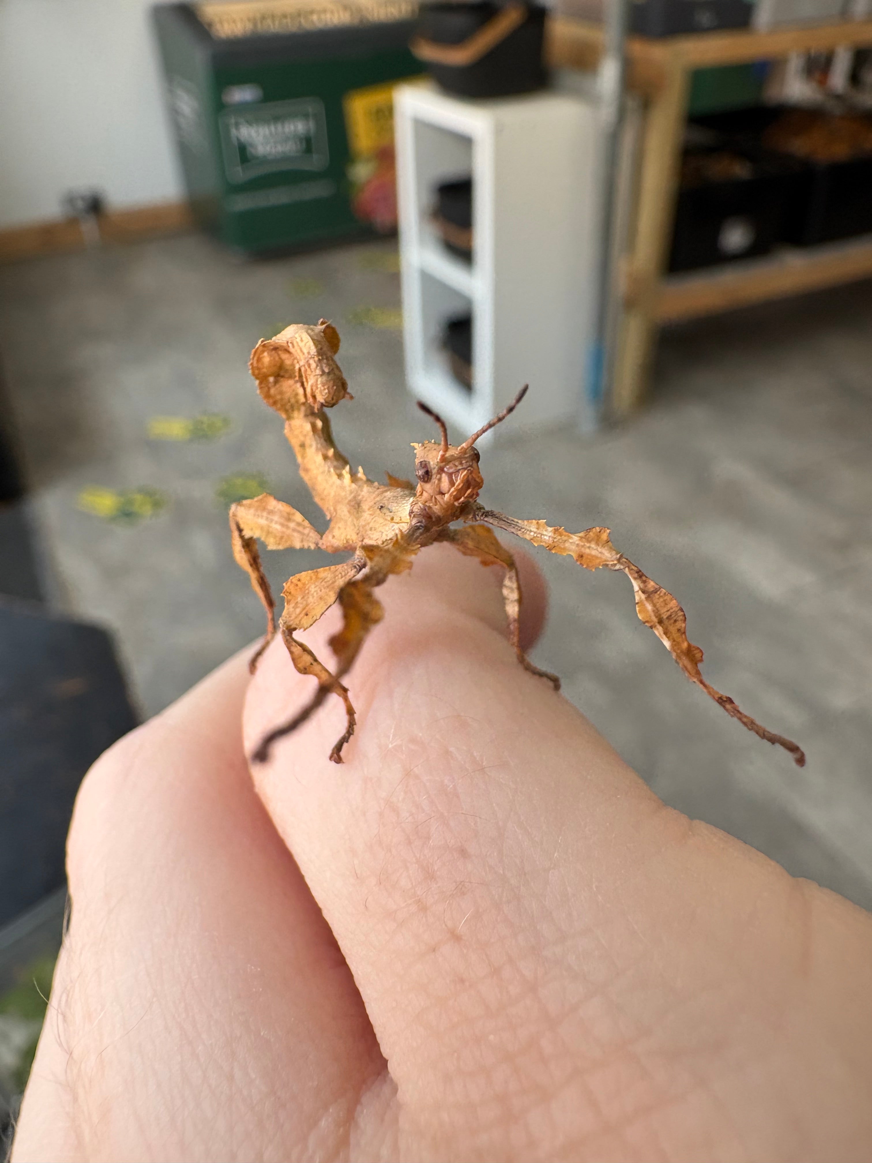 Macleays Spectre Extatosoma tiaratum