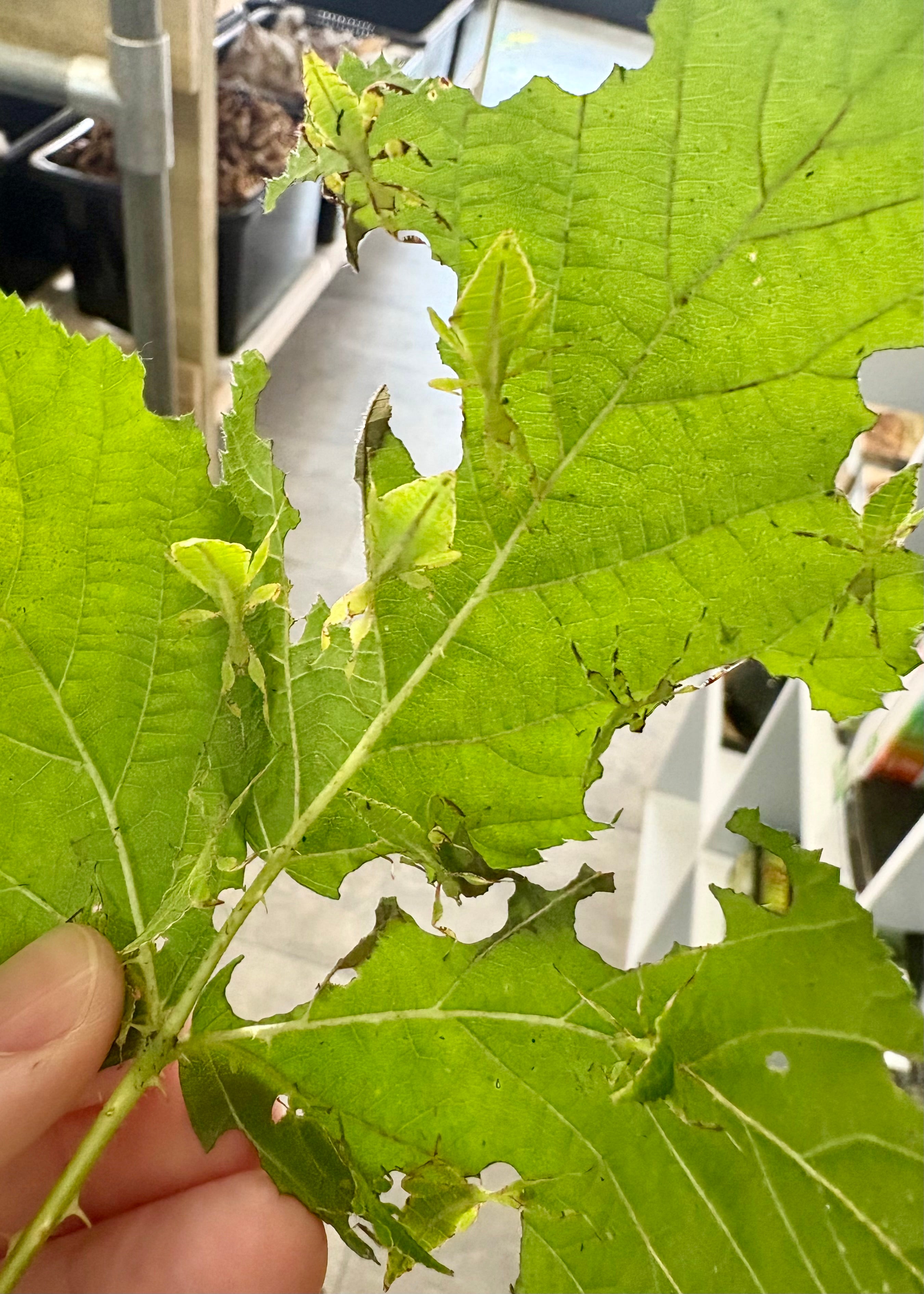 phyllium philippinicum Leaf Insect Nymphs L3